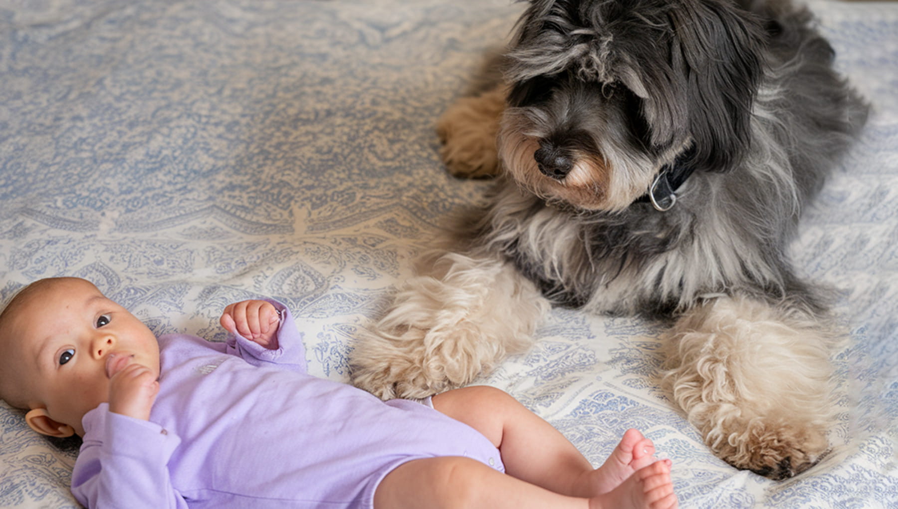La storia di Dino, il cane randagio adottato che ha salvato la vita ...