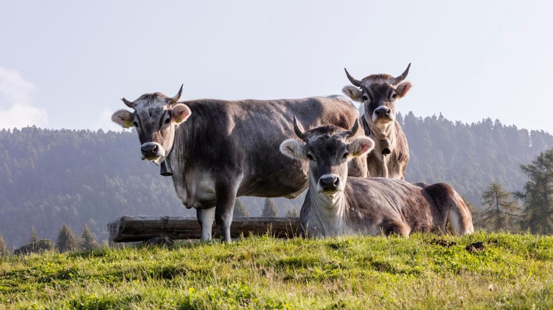 Animali al pascolo in Alto Adige (@IDM/Sennereiverband Südtirol/Frieder Blickle)