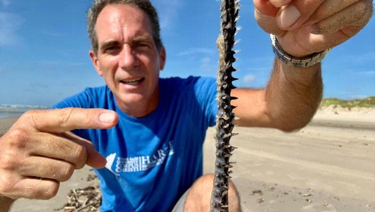 Foto Harte Research Institute for Gulf of Mexico Studies