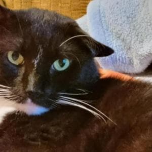 La gatta Drusilla è così piccola e perfetta da sembrare un peluche ...