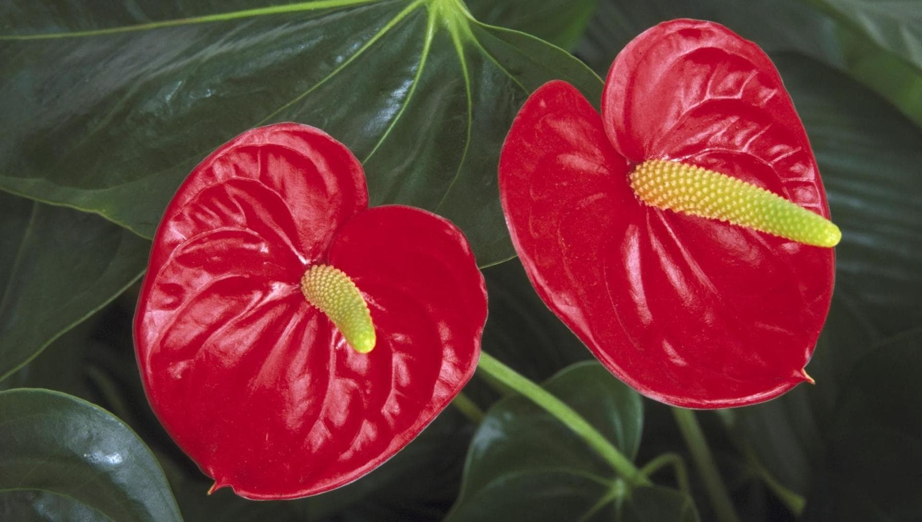 Stampo In Silicone Per Fiori Anthurium Andraeanum - 11,5x20 Cm - Per Torte, Fondente, Cioccolato, Sapone E Argilla - Resistente Al Calore - 2