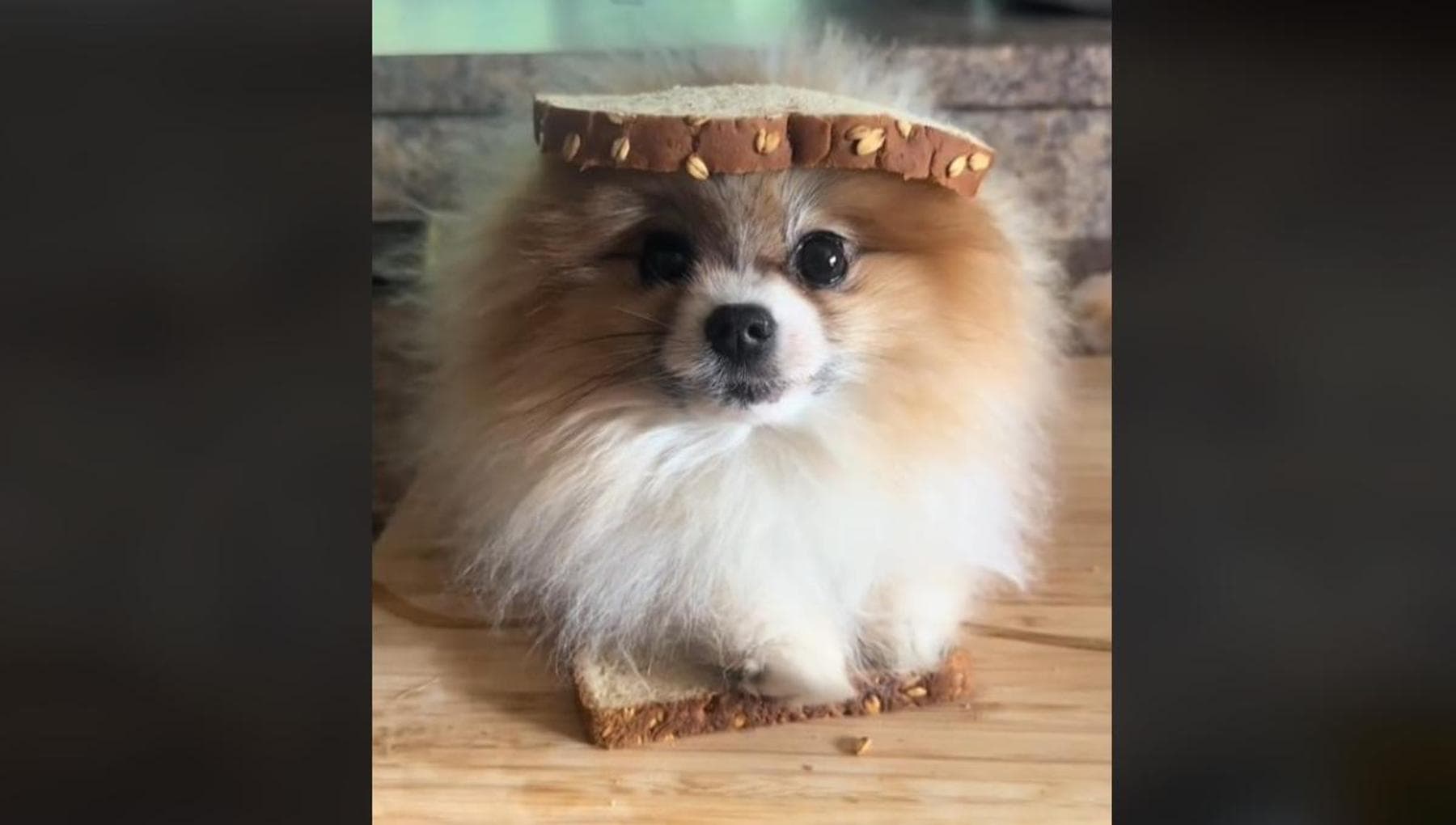 「奴らは我々の犬を食べる」：テレビでのドナルド・トランプの嘘に関する9つの面白いビデオ