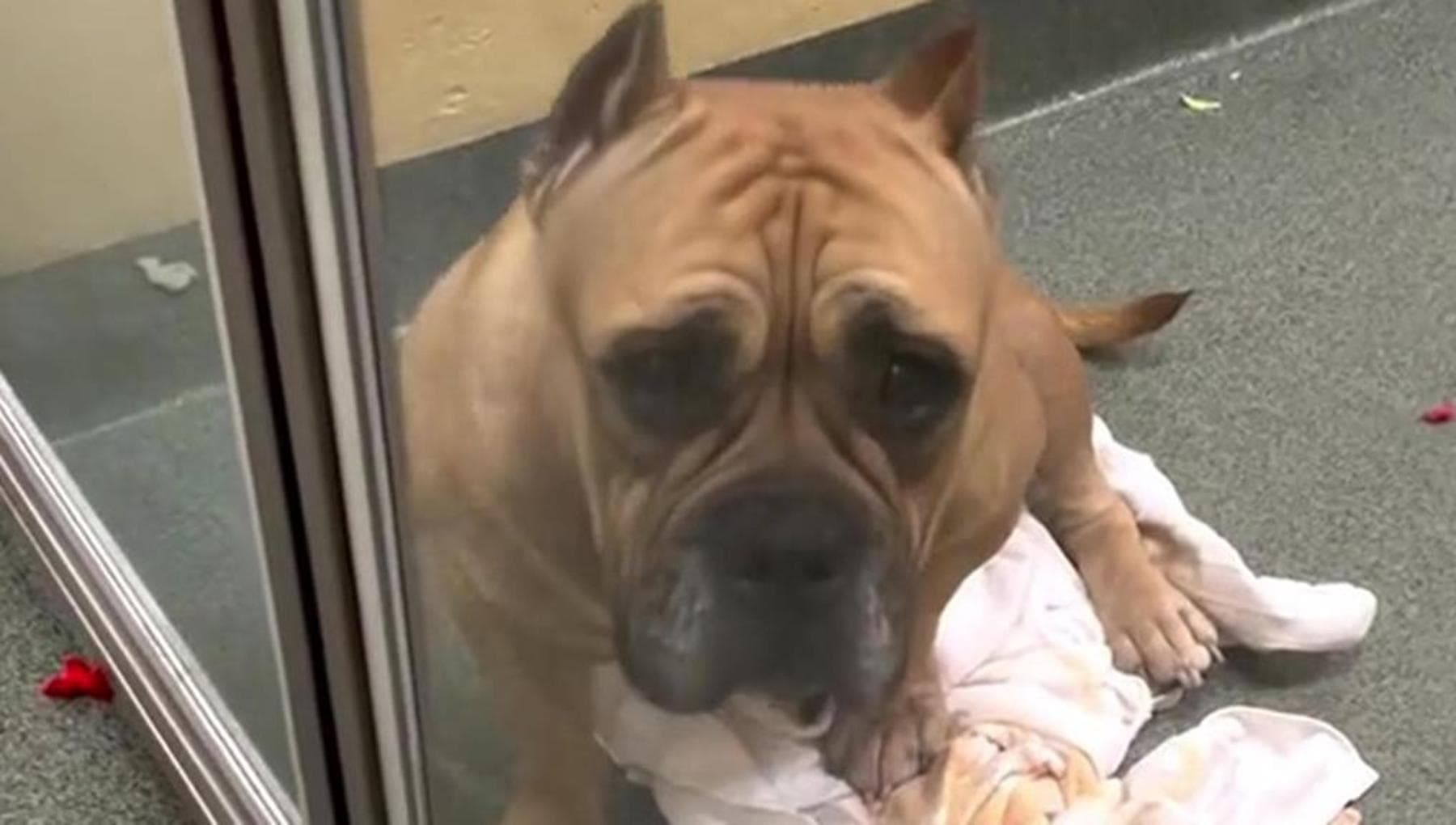 Il cane Kelly è stato riportato in canile dopo l’adozione, la sua ...