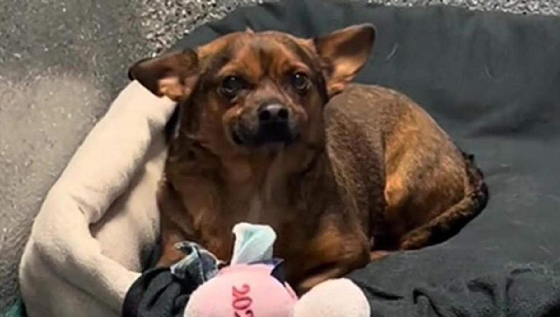 Abbandonato dopo nove anni di vita insieme senza motivo, il cane Dude ...