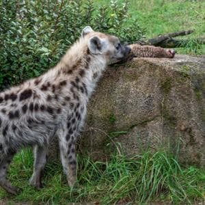 Zurigo, shock allo zoo: suricati in pasto alle iene. Gli esperti: “No a una visione buonista della natura”