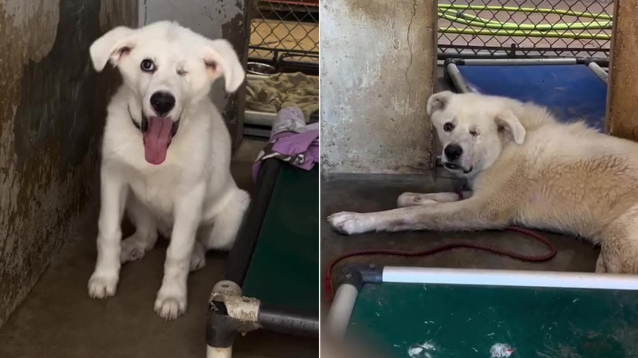 La tristezza di un cane in rifugio scompare quando viene adottato - La ...