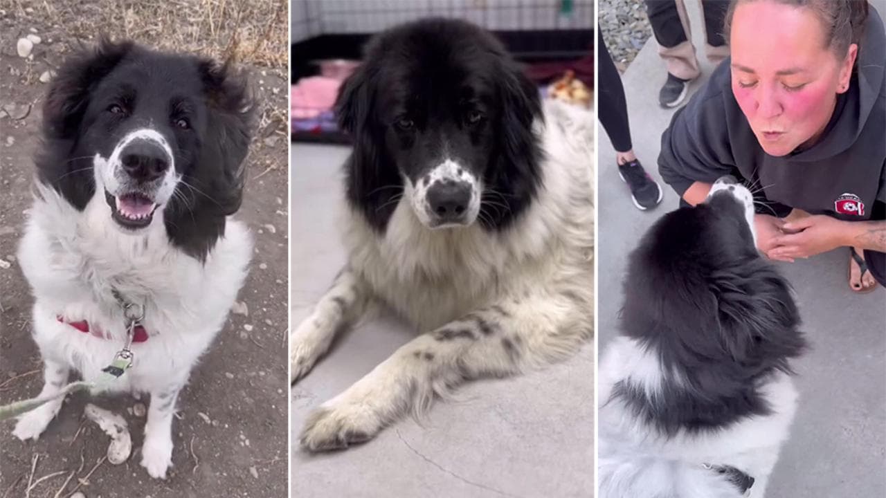 La rinascita di un cane: dalla tristezza dei 716 giorni in un rifugio ...