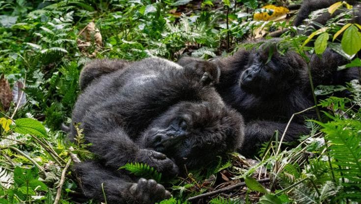 Una famiglia di gorilla