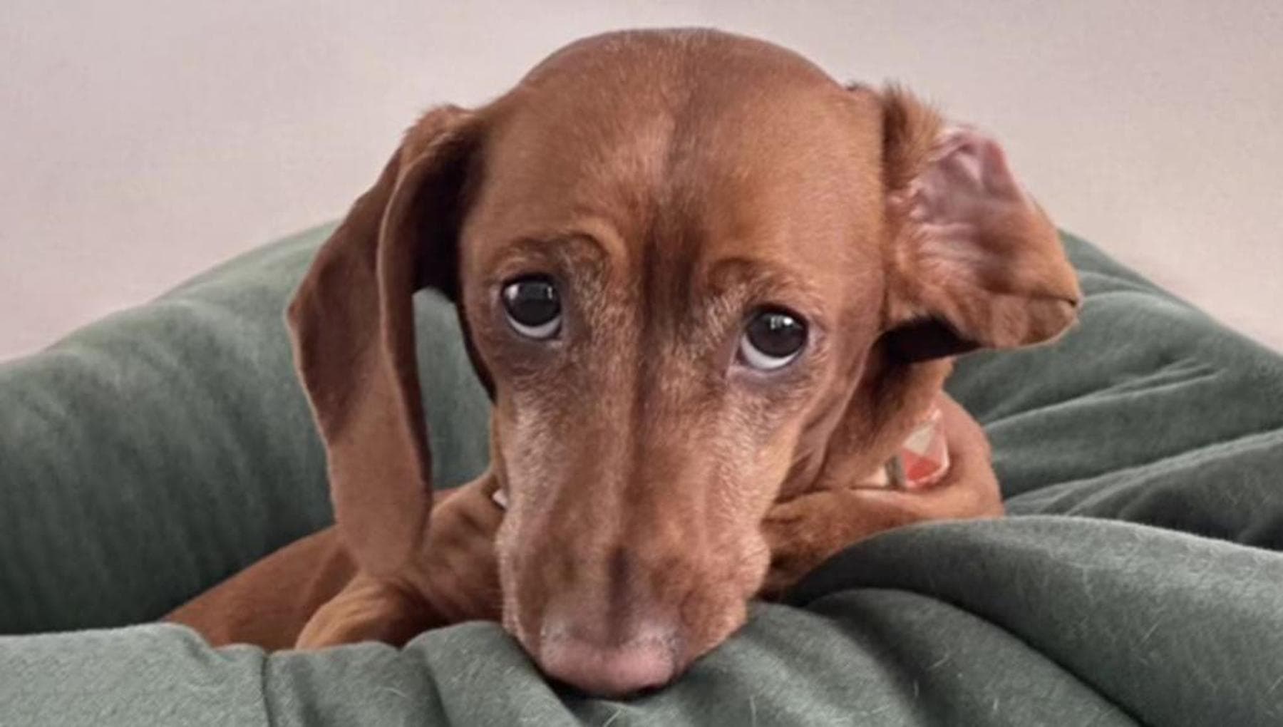 Una donna adotta il cane Ziggy da un rifugio, il veterinario le dà una ...