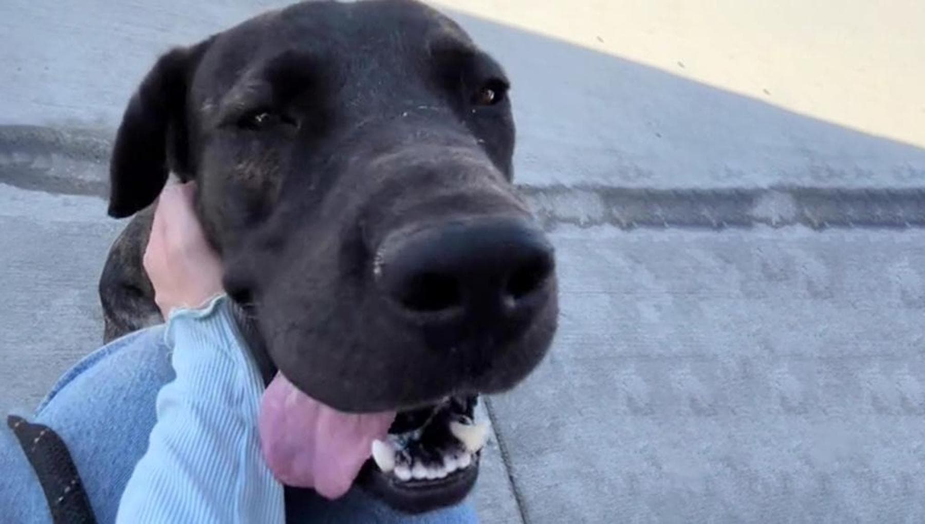 Tre giorni dopo l’adozione il cane Caramel viene riportato al rifugio ...