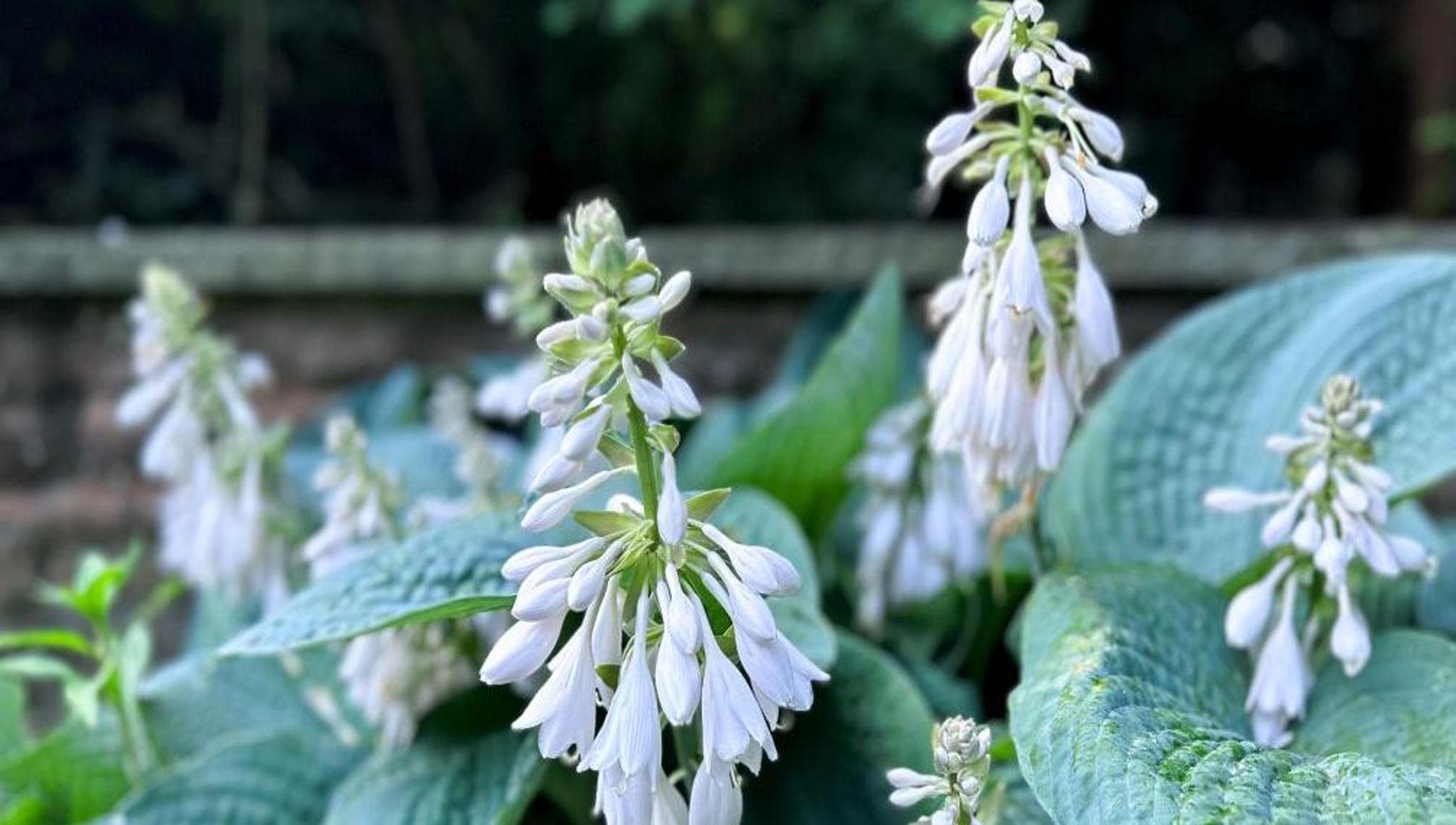 Hosta, gölgeyi seven çok yıllık bitki