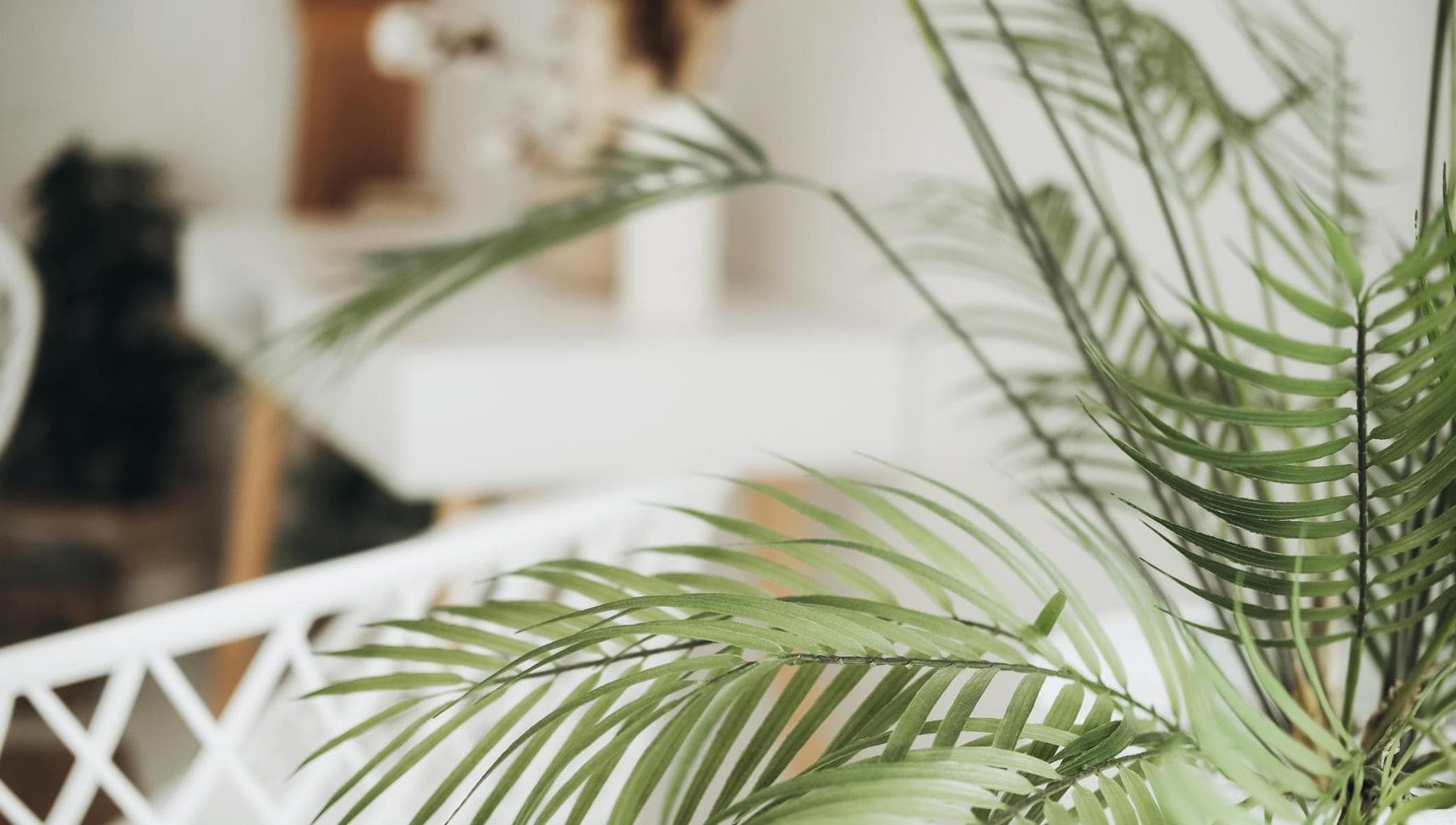 Areca palmiyesi: bakım, maruz kalma ve sulama