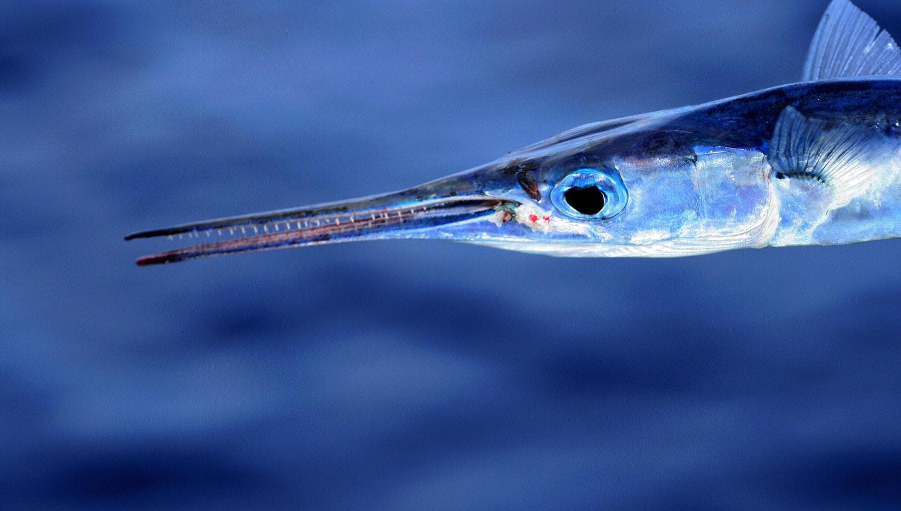 Surfista Trafitta Da Un Pesce Ago L esperto Nell Oceano Indiano Non 