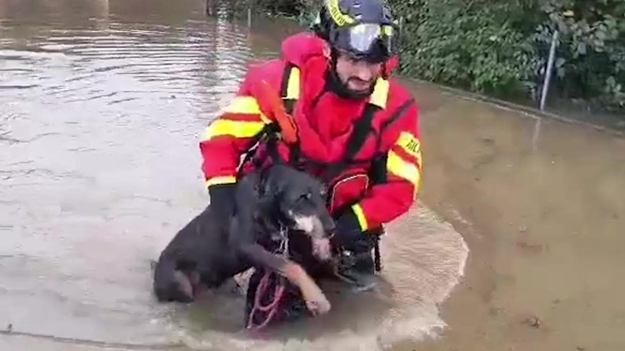 Maltempo in Emilia Romagna, recuperati due cani intrappolati in un ...