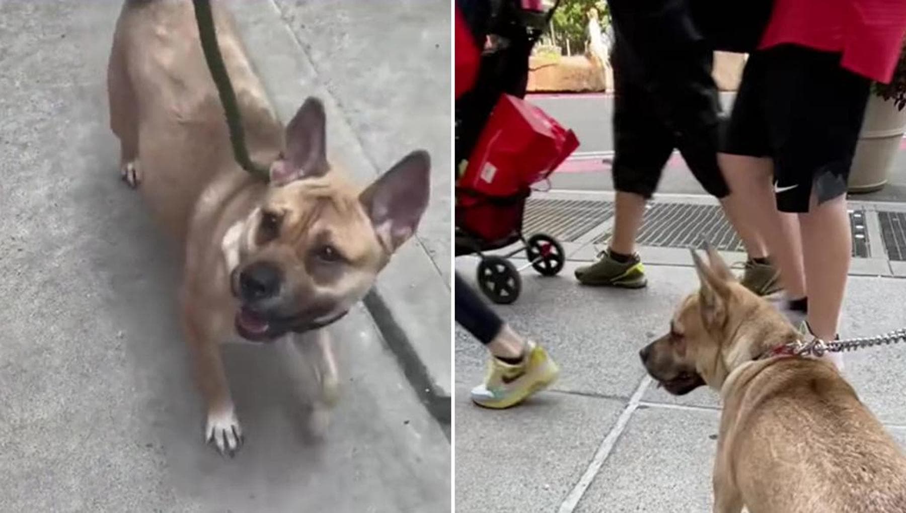 Il lieto fine per Princess, il cane che tutti ignoravano agli eventi ...