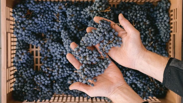 Le 9 donne italiane che hanno cambiato il mondo del vino