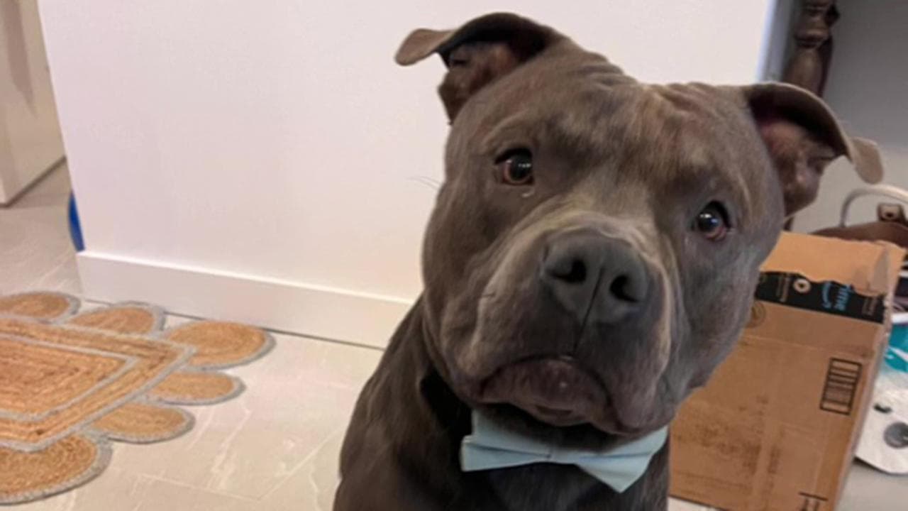 La dolcezza del cane adottato dopo essere stato preso in affido prima ...