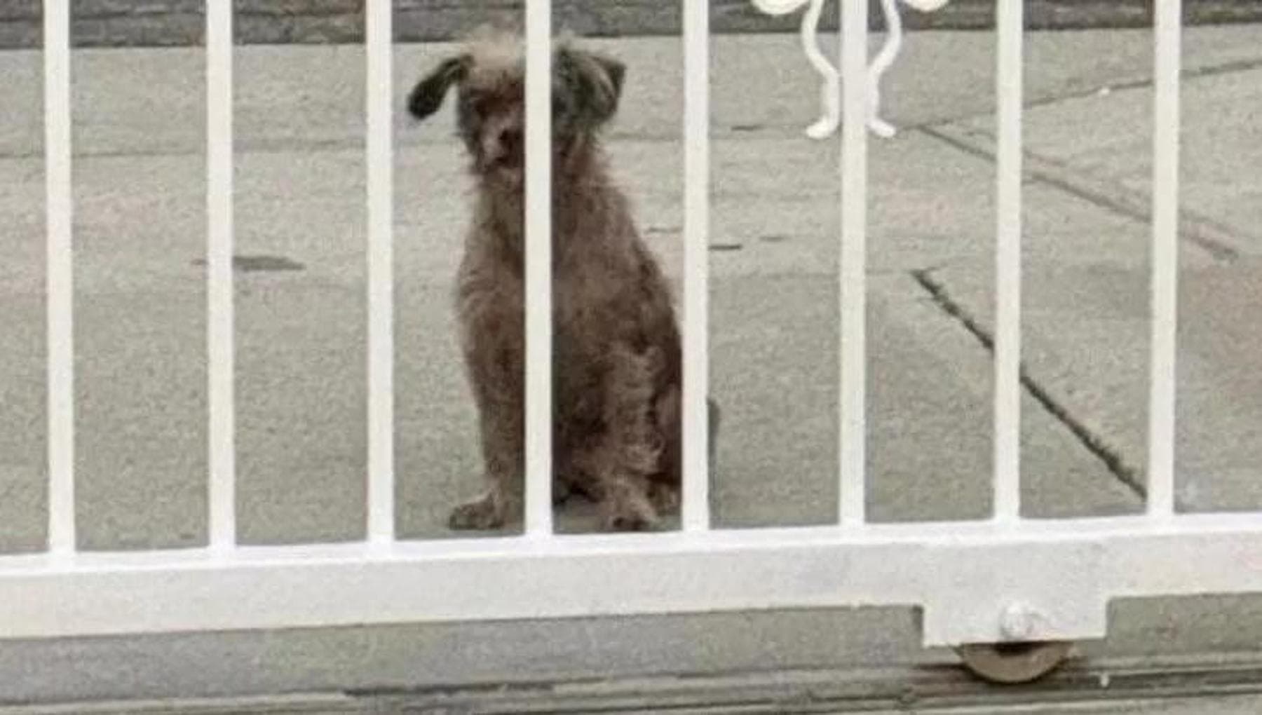 Un cane randagio fissa il cancello d'ingresso del vicino e implora una ...