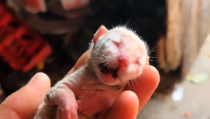 Trova un gatto appena nato “freddo come il ghiaccio” fra la spazzatura ...