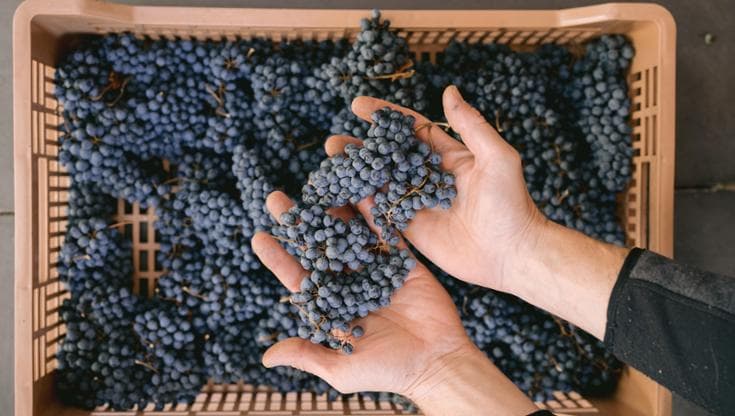 Allegrini Wines e la biodiversità, essere “green” anticipando i tempi