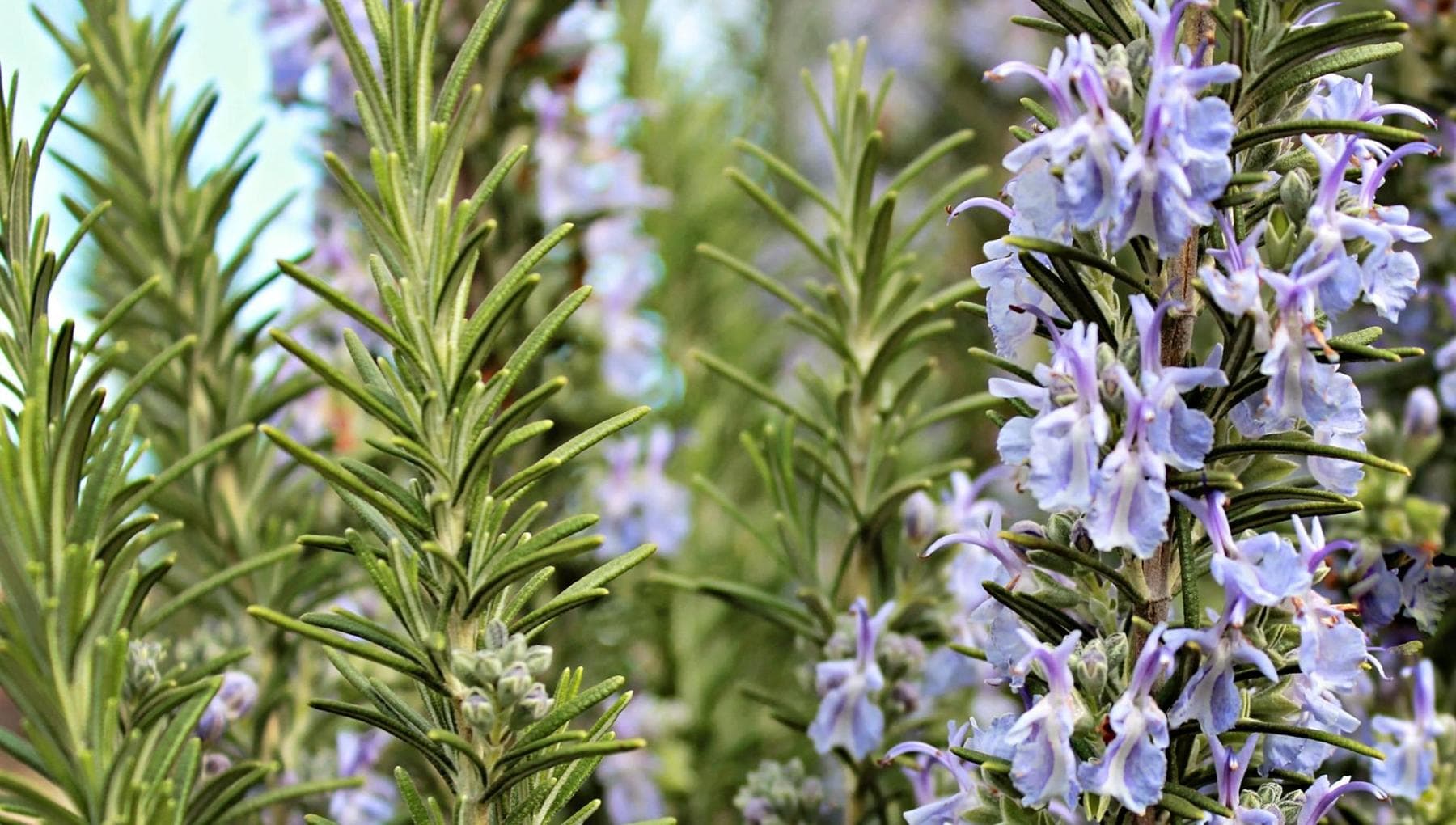 Biberiye, aromatik bitkiye mükemmel bir şekilde nasıl bakılır?