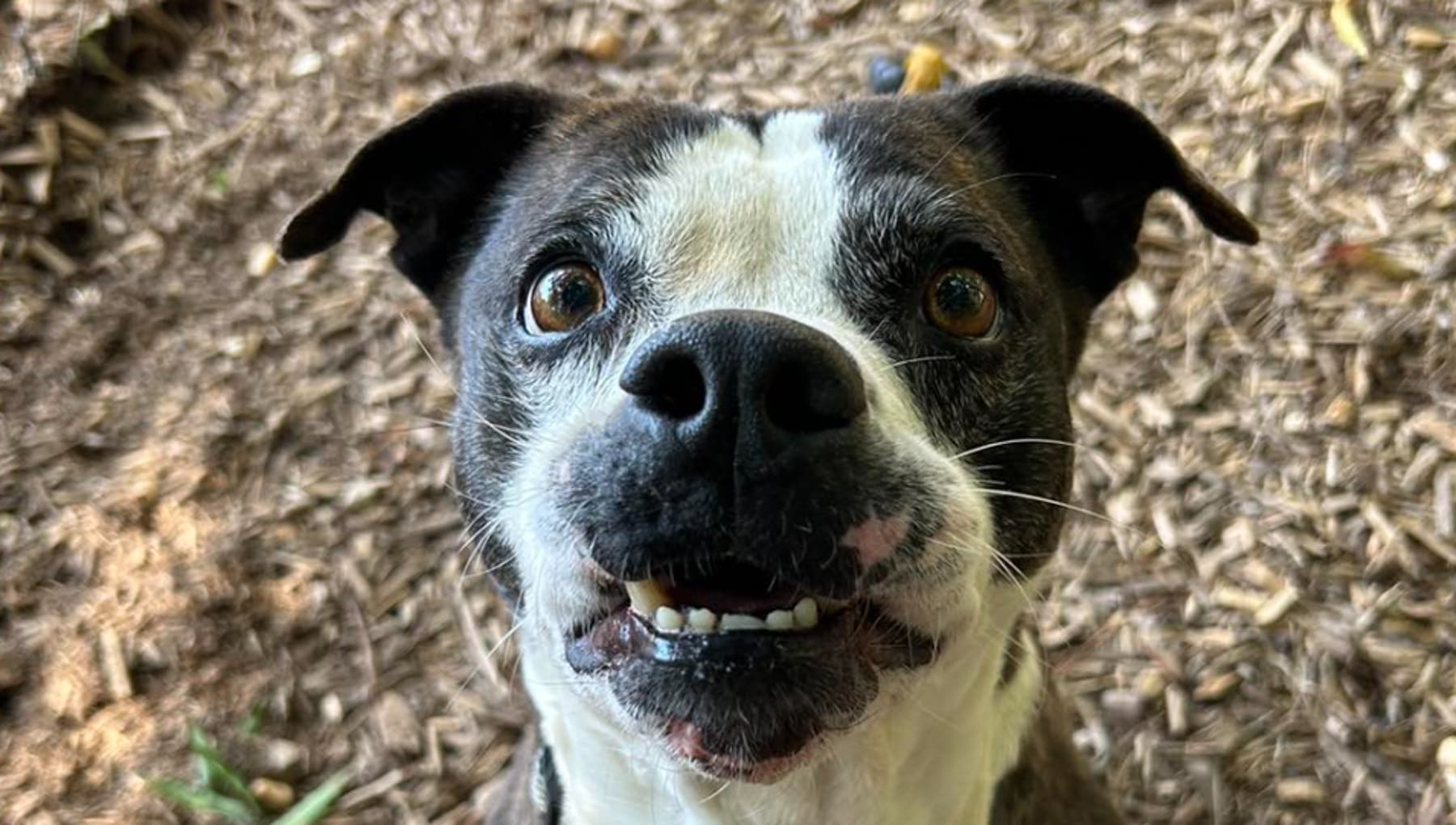 La commovente storia del cane Queenie che ha trovato la sua famiglia ...