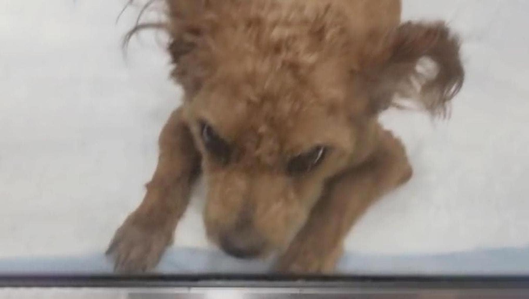 La storia del cane Canelo, custode silenzioso trovato a “proteggere” il ...