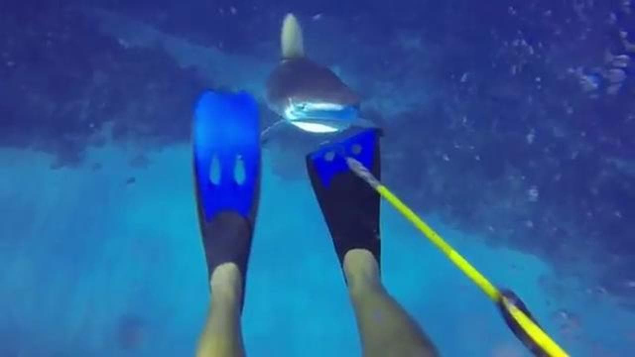 Kraken Tackle Sonagli Squalo Shark Line Rig | Suoni Pesce In Difficoltà | 2 Pezzi UK