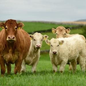 Rossa, saporita e grassa al punto giusto: la carne irlandese seduce lo chef Bartolini