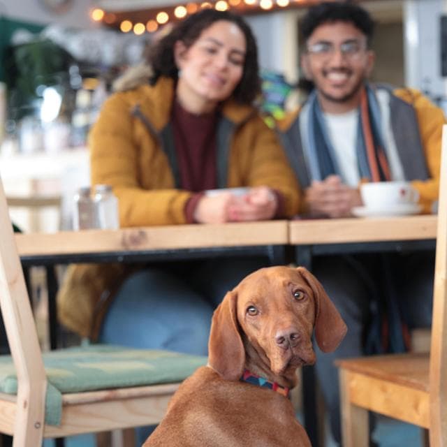 Cani al ristorante, giusto farli entrare? Le vostre risposte al nostro sondaggio