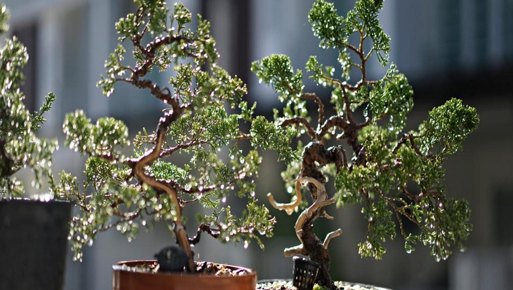 Ardıç bonsai: bakımı kolaydır ancak budama sırasında dikkatli olun