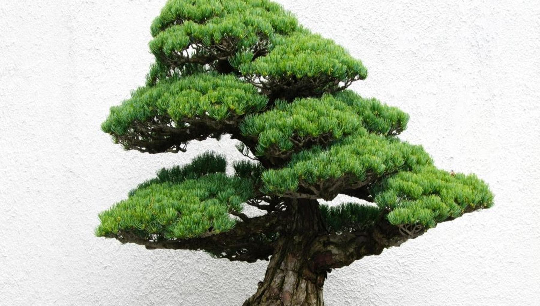 Çam bonsai: onunla nasıl ilgilenilir
