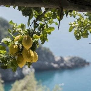 Dai limoni della costiera ai carciofi di Paestum: la Campania a tavola è poesia