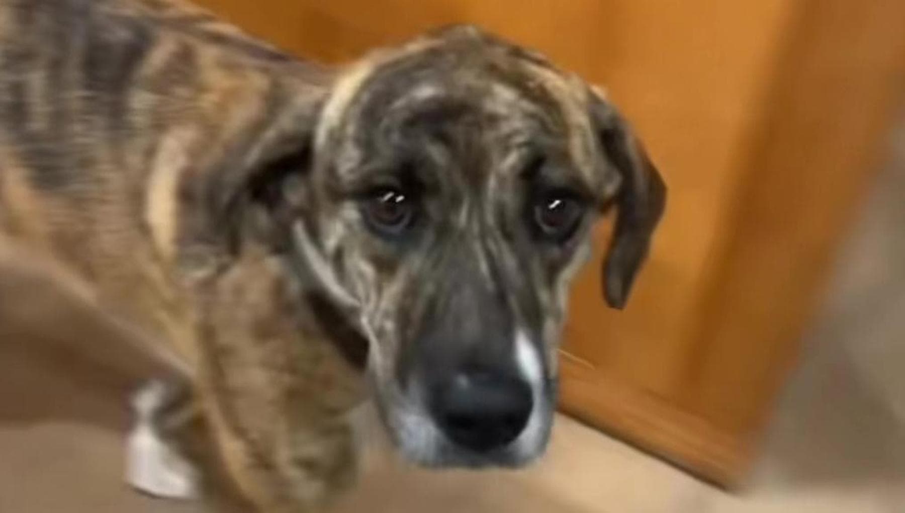 Diva, il cane che ha sfidato le distanze per ritrovare la sua famiglia ...