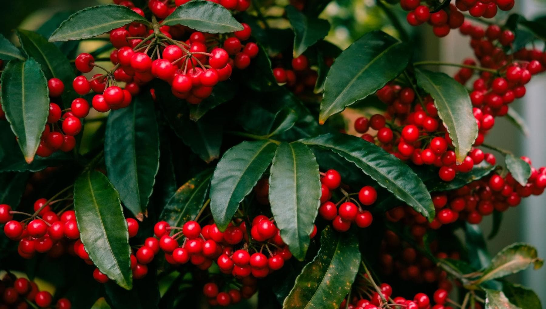Ardisia, kırmızı meyveli bitkinin bakımı nasıl yapılır