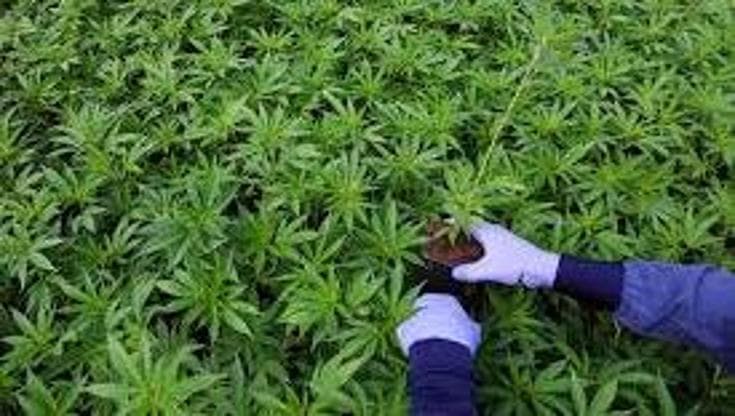 In Australia aumentano i prezzi delle sigarette e gli over 50 passano alla cannabis