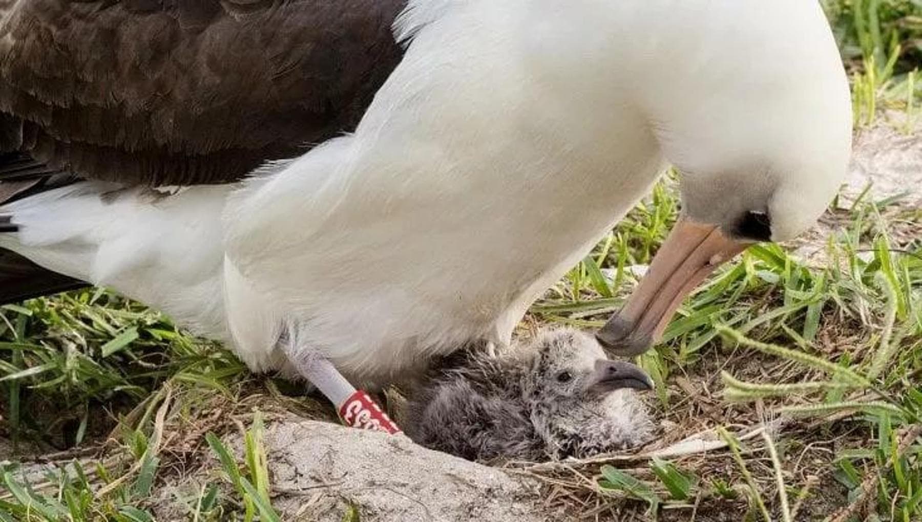 Dünyanın en yaşlı kuşu 74 yaşında yeniden anne oldu