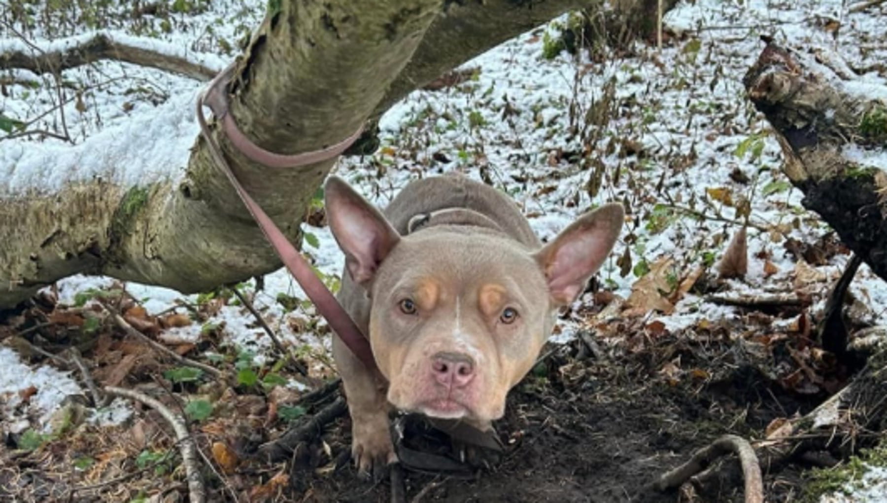 Il miracolo di Nala, il cane abbandonato nel bosco legato ad un albero ...