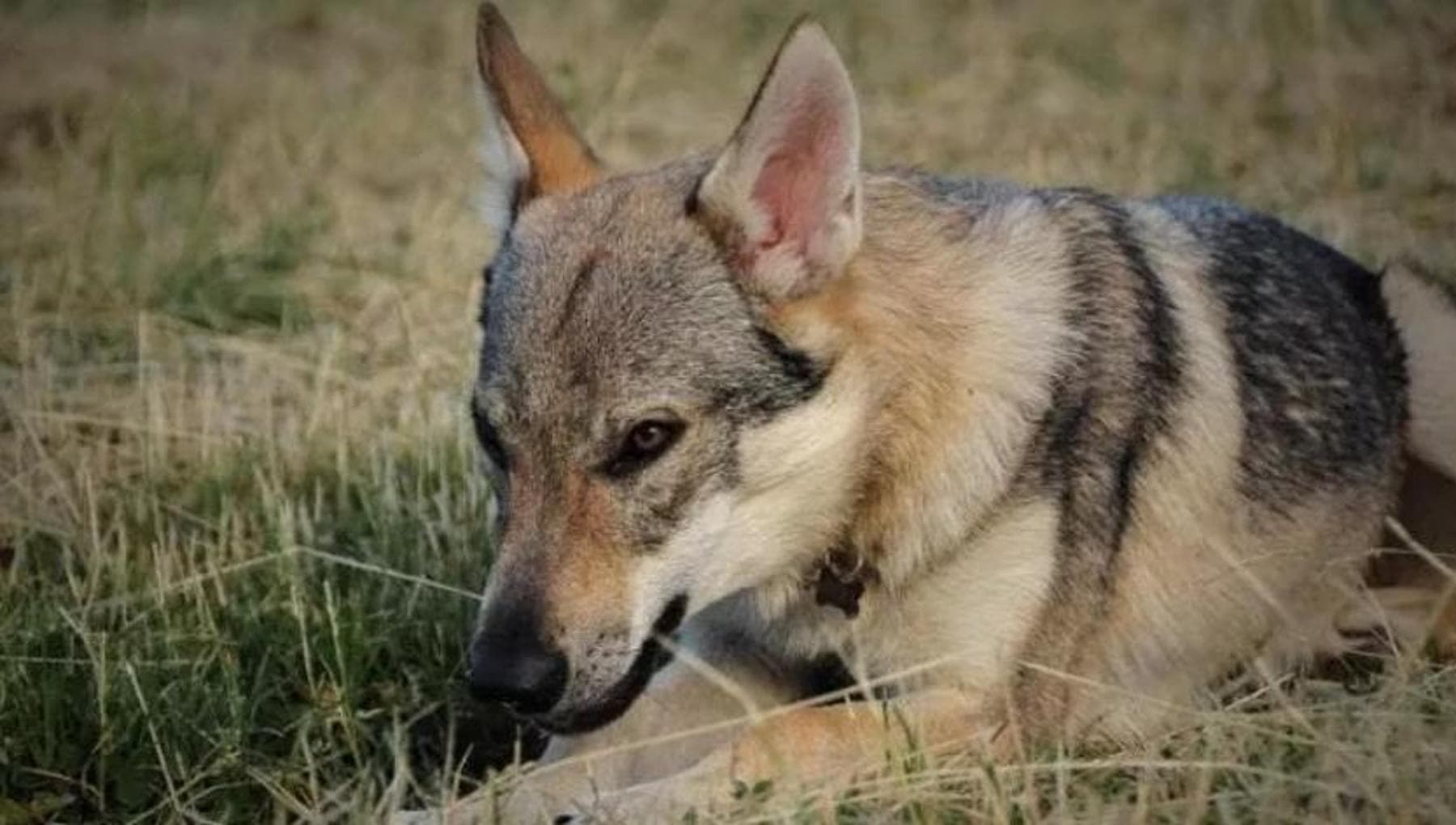 L’uccisione del cane Aaron e la pecora come esca, vittime di un ...