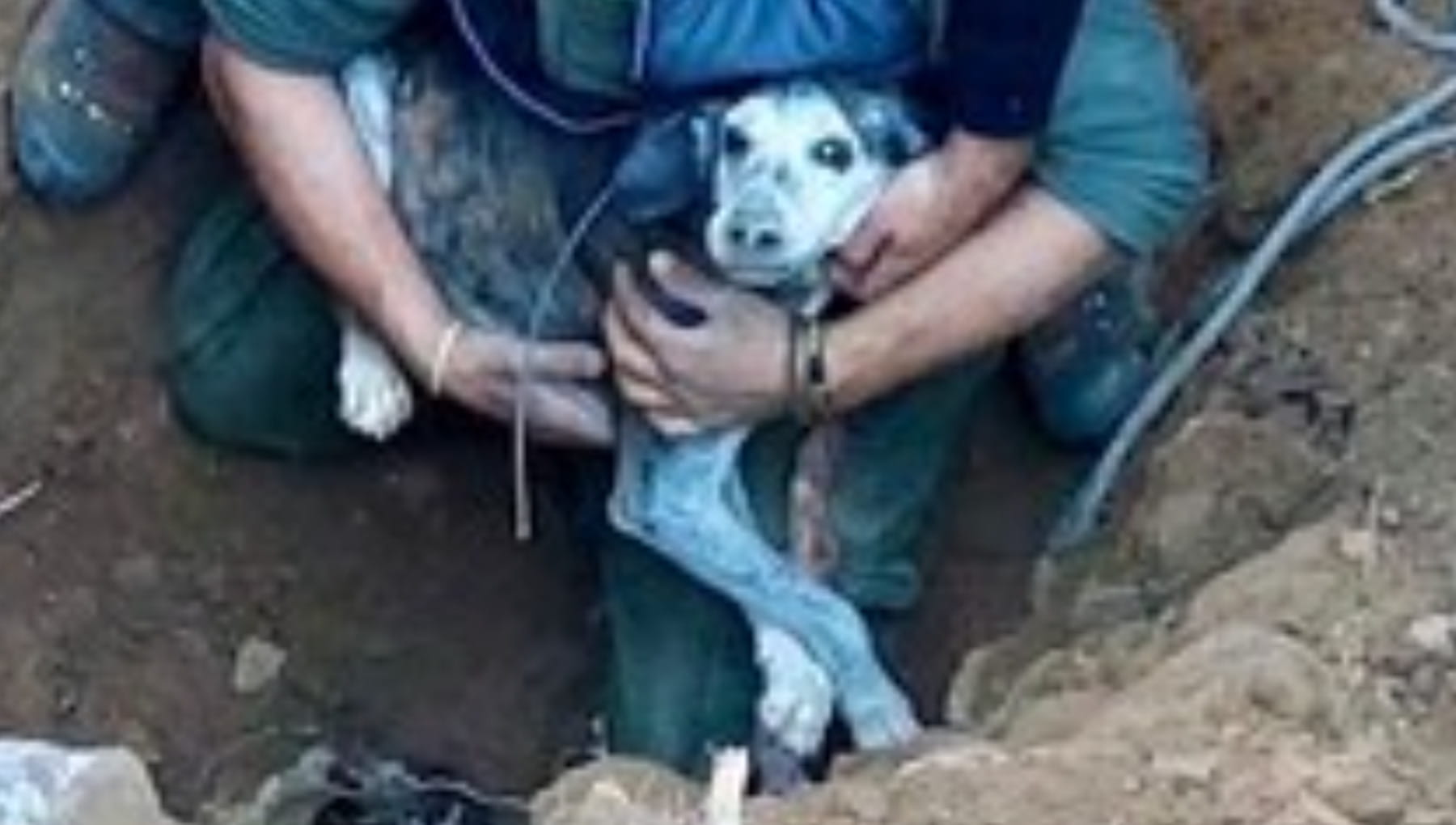L’eroico salvataggio di un cane intrappolato da 48 ore in un crepaccio ...