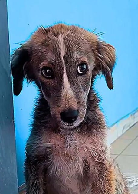 L’incredibile trasformazione in appena 9 giorni di Salva, il cane che ...