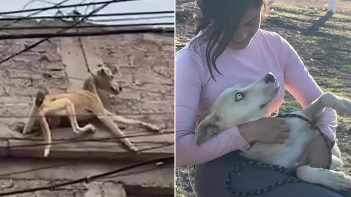 Da un tetto di sofferenza a un letto d'amore, la nuova vita di un cane randagio