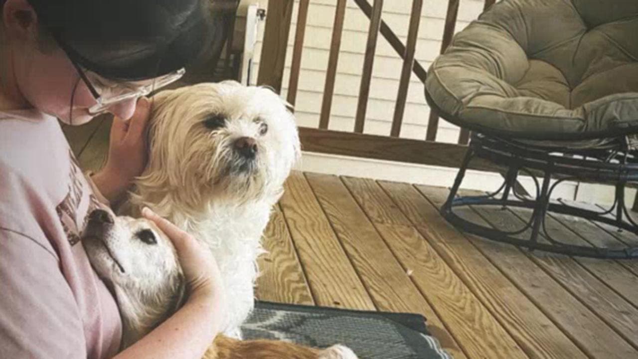 L'ultimo anno di vita felice per il cane anziano salvato dalla strada ...