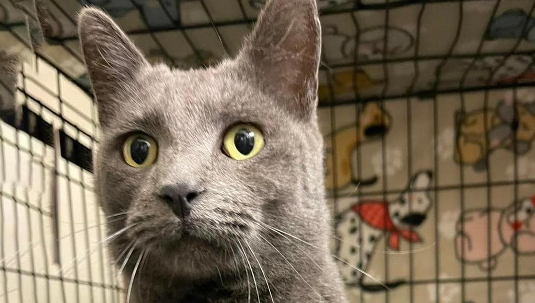Il mistero di Samson, il gatto randagio con una storia che arriva da ...