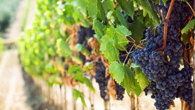Quando la sostenibilità dei vini italiani passa dalle bollicine 