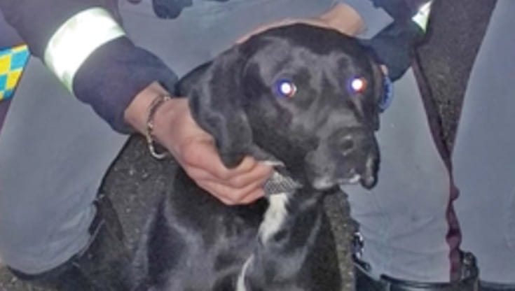 Perde l’orientamento e finisce sulla A1, il cane Pluto salvato dalla ...