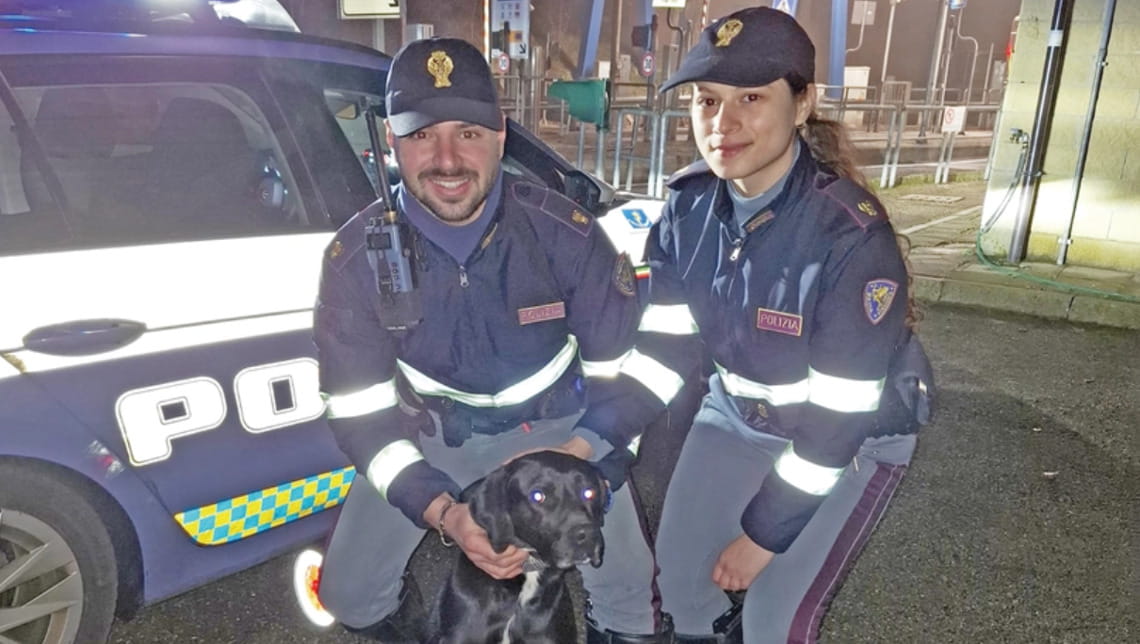 Perde l’orientamento e finisce sulla A1, il cane Pluto salvato dalla ...