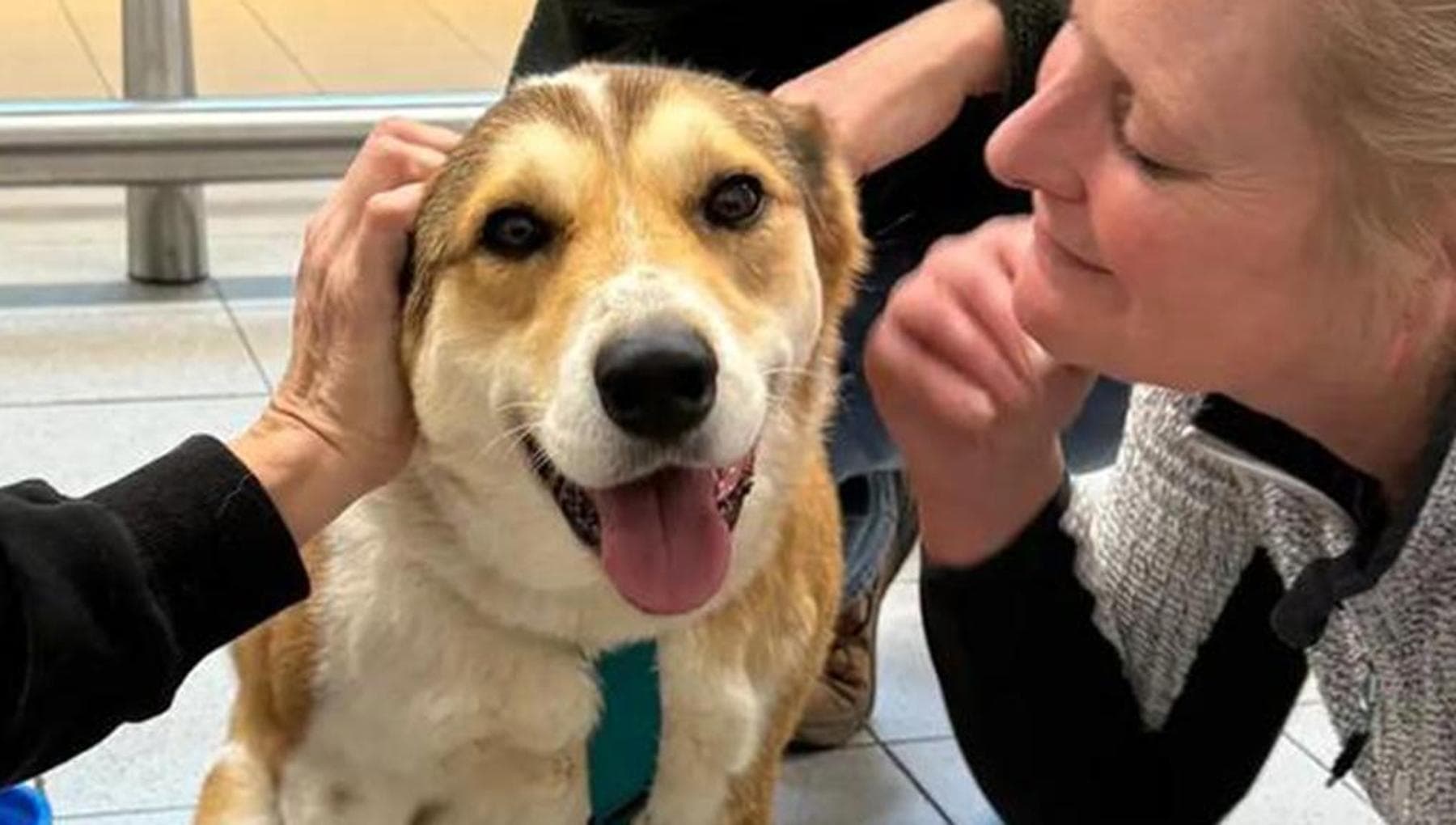 La reazione del cane adottato dopo 5 anni in un rifugio scioglie i ...