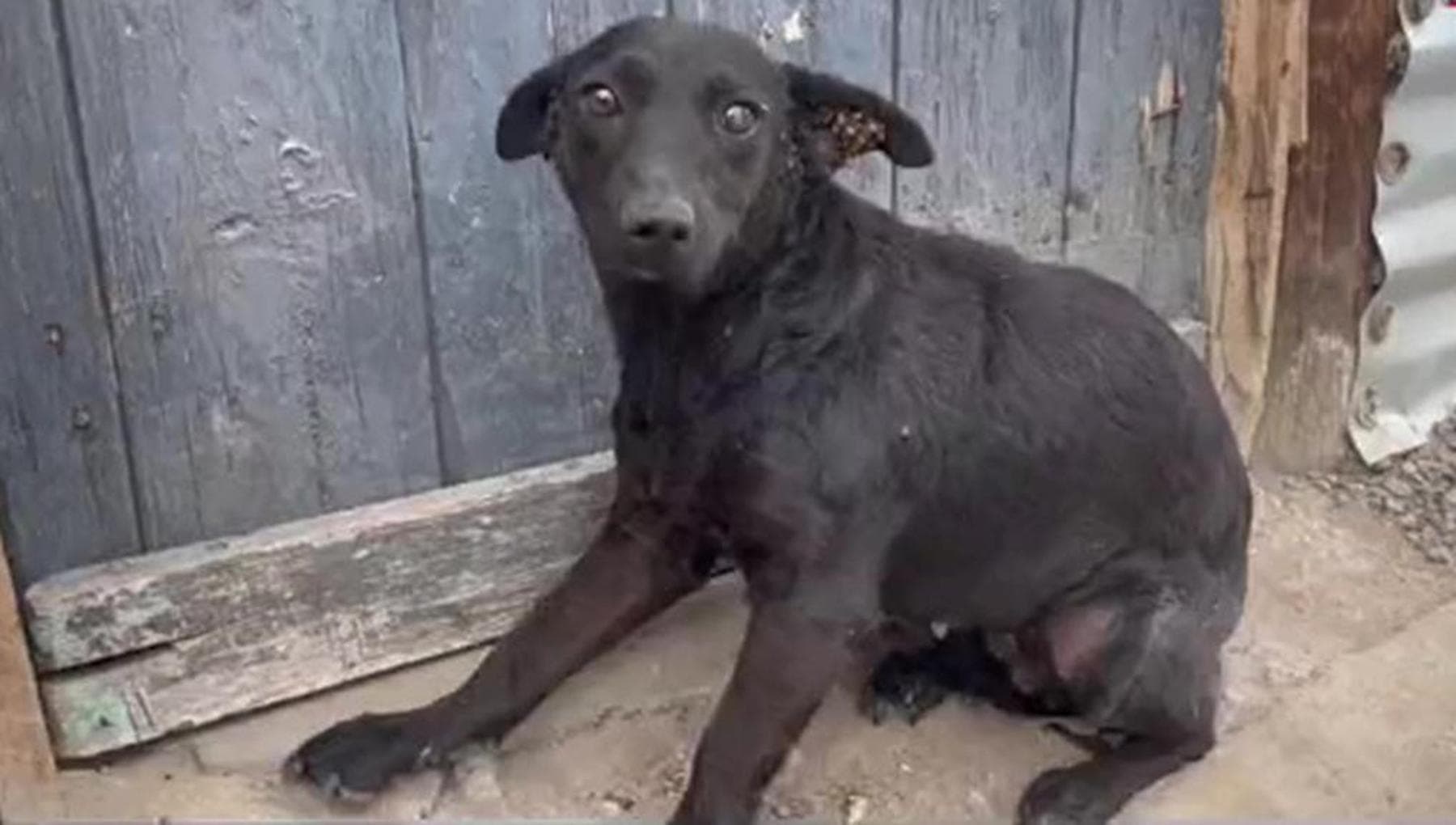 La seconda vita di Dobby, il cane che aveva paura di essere accarezzato ...