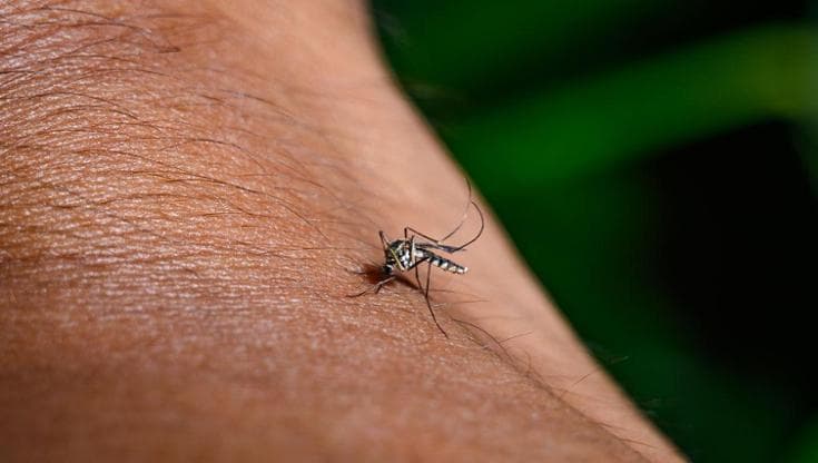 Dengue, serve il vaccino per il Giappone?